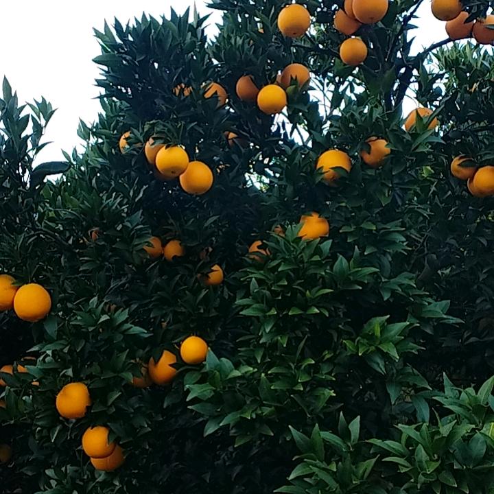 橙子大哥