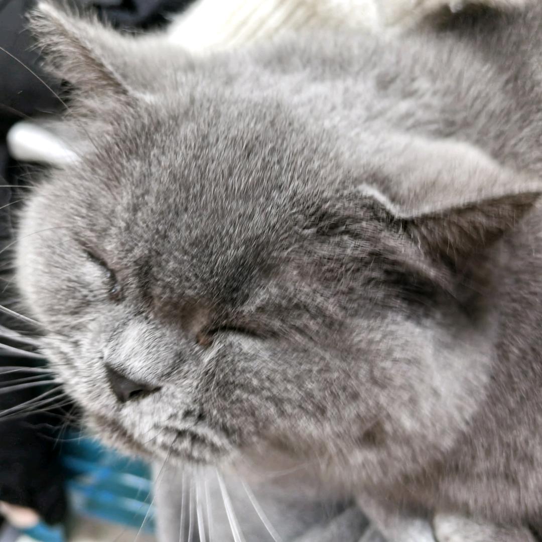 咸鱼翻身被咪压