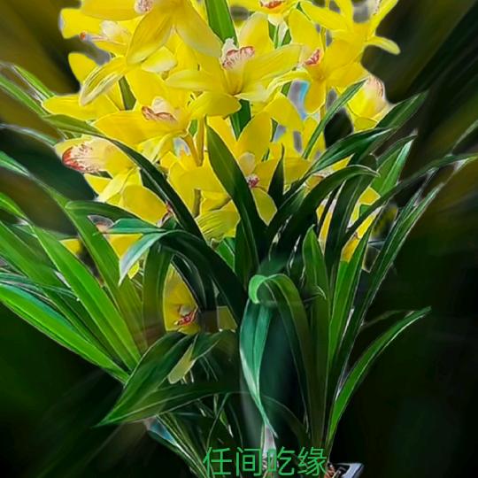 任间吃缘