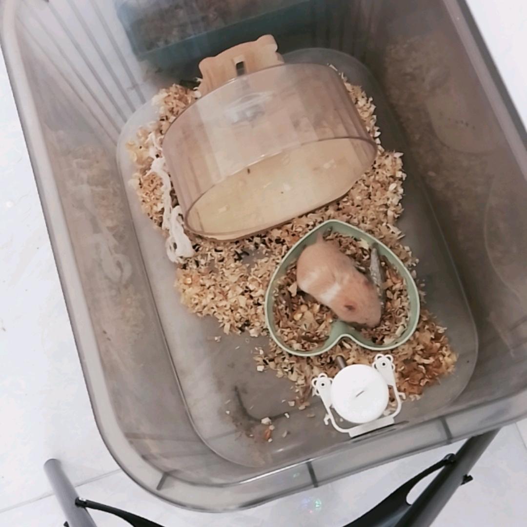 仓鼠