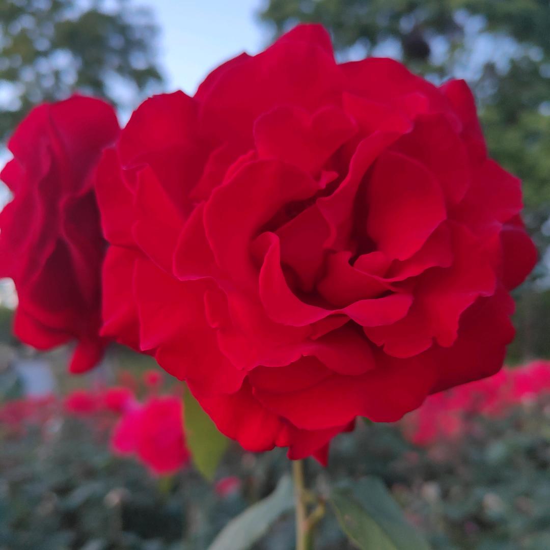 七秒记忆🥀