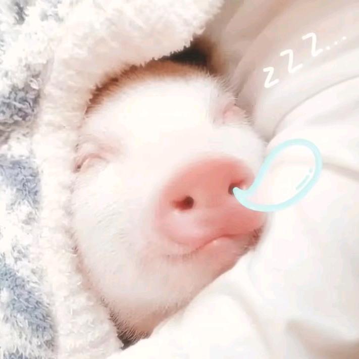 林夕 𓇬