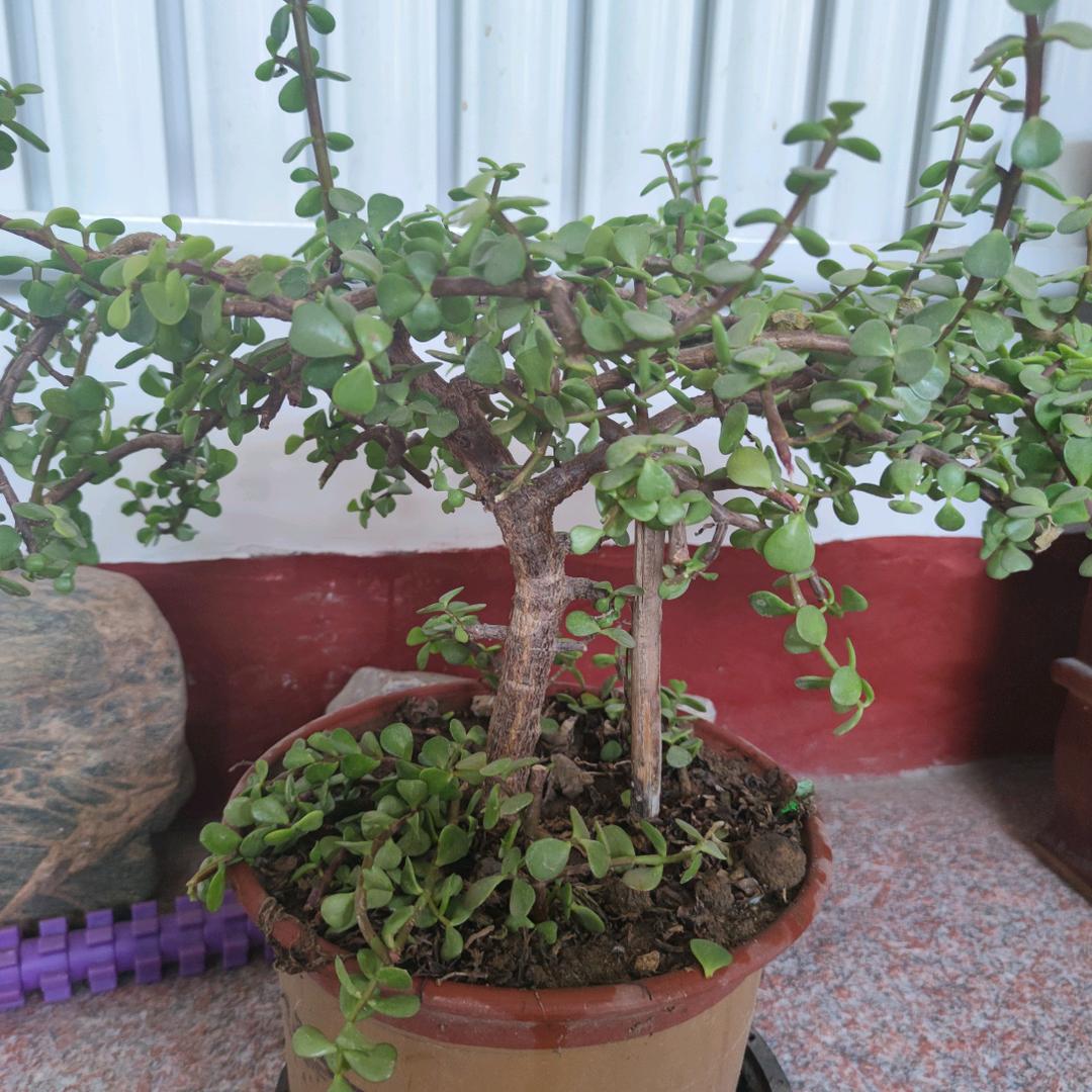 顺风顺水