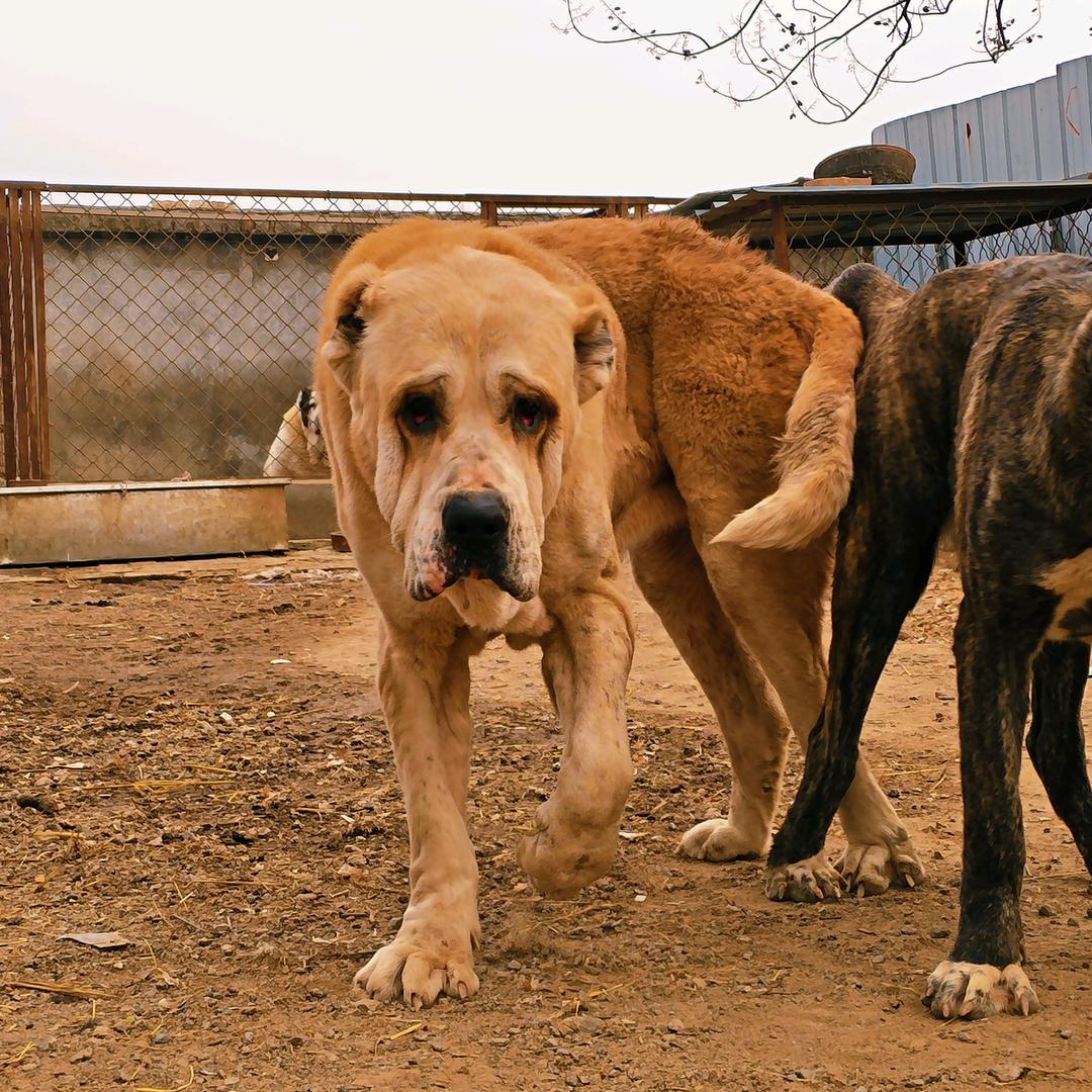 中原第一掏（专业接生）