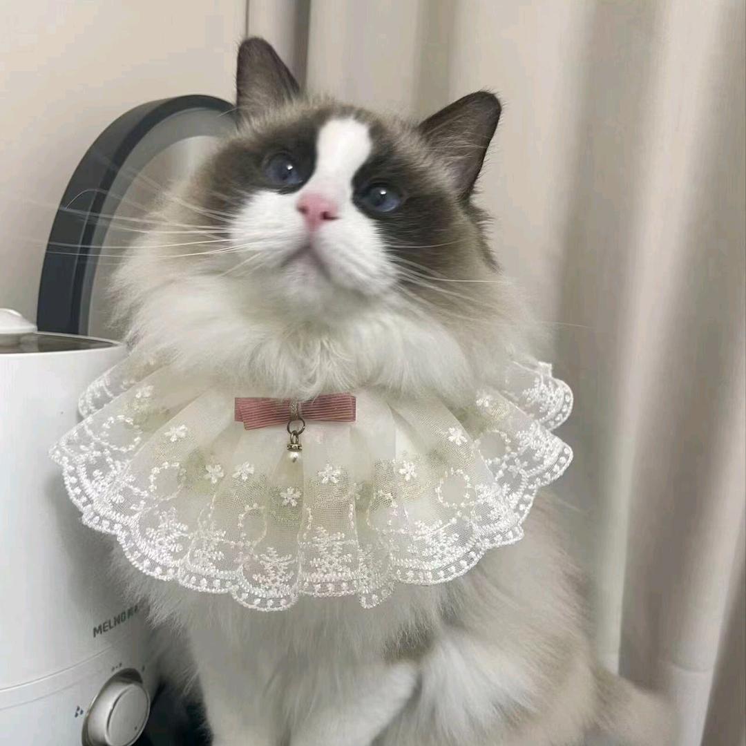 养猫