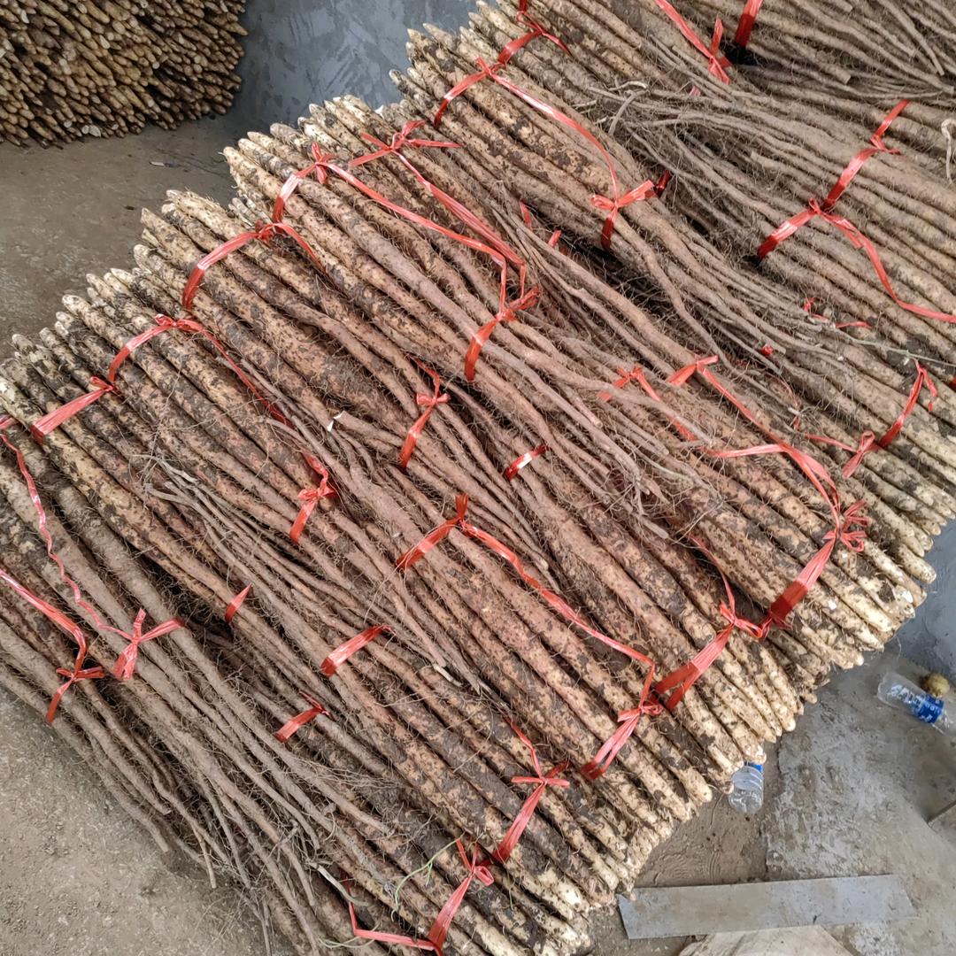 温县怀兄山药百亩种植