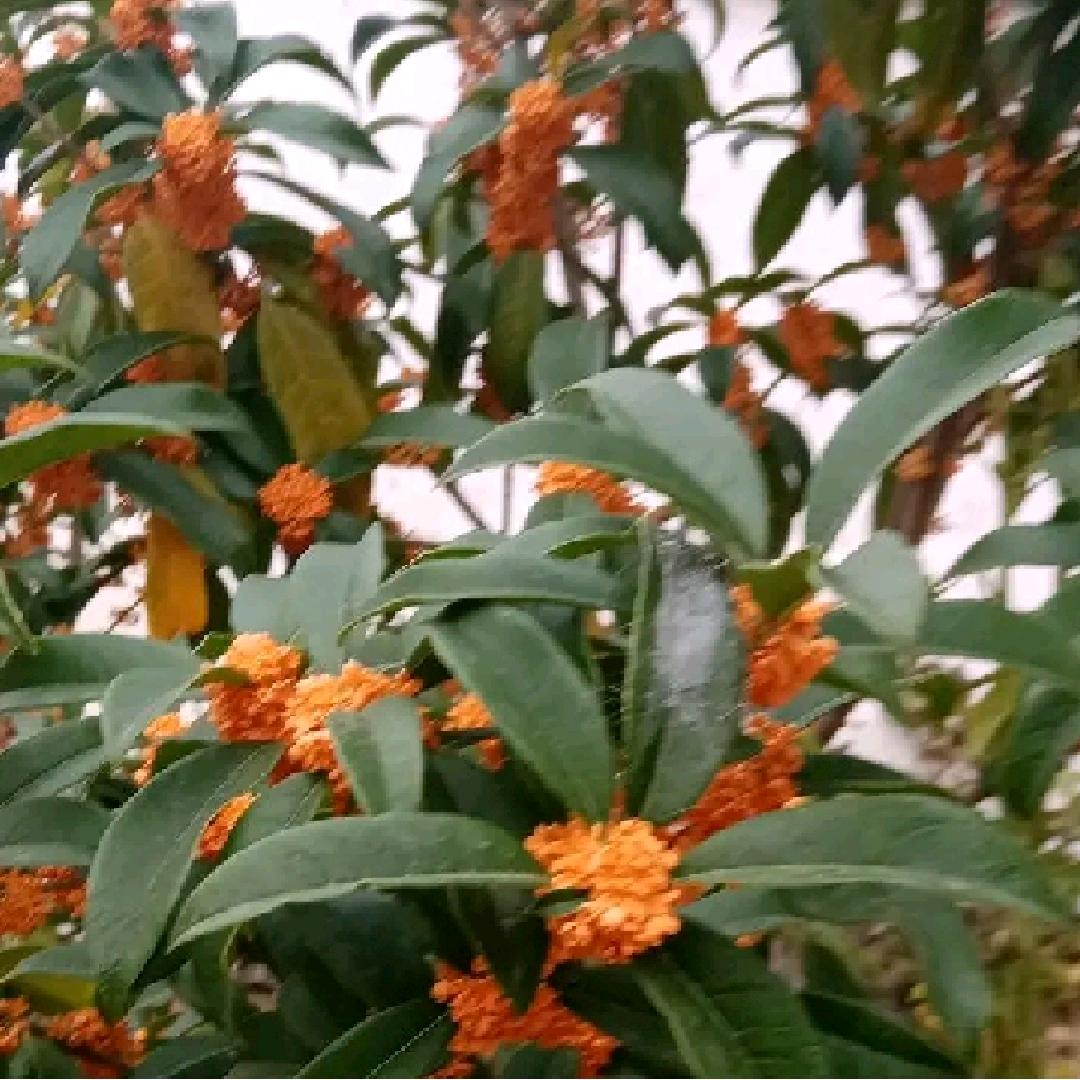 李晚霞