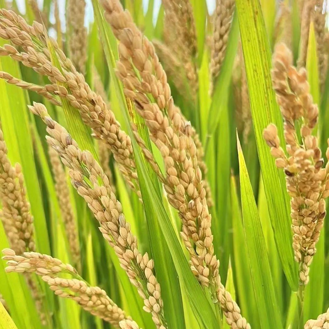 五常大米(厂家直发玲子)