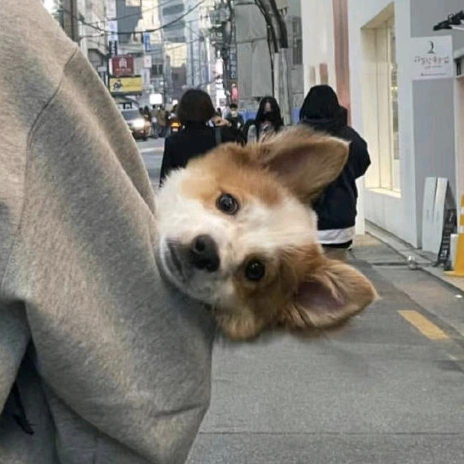 喵。