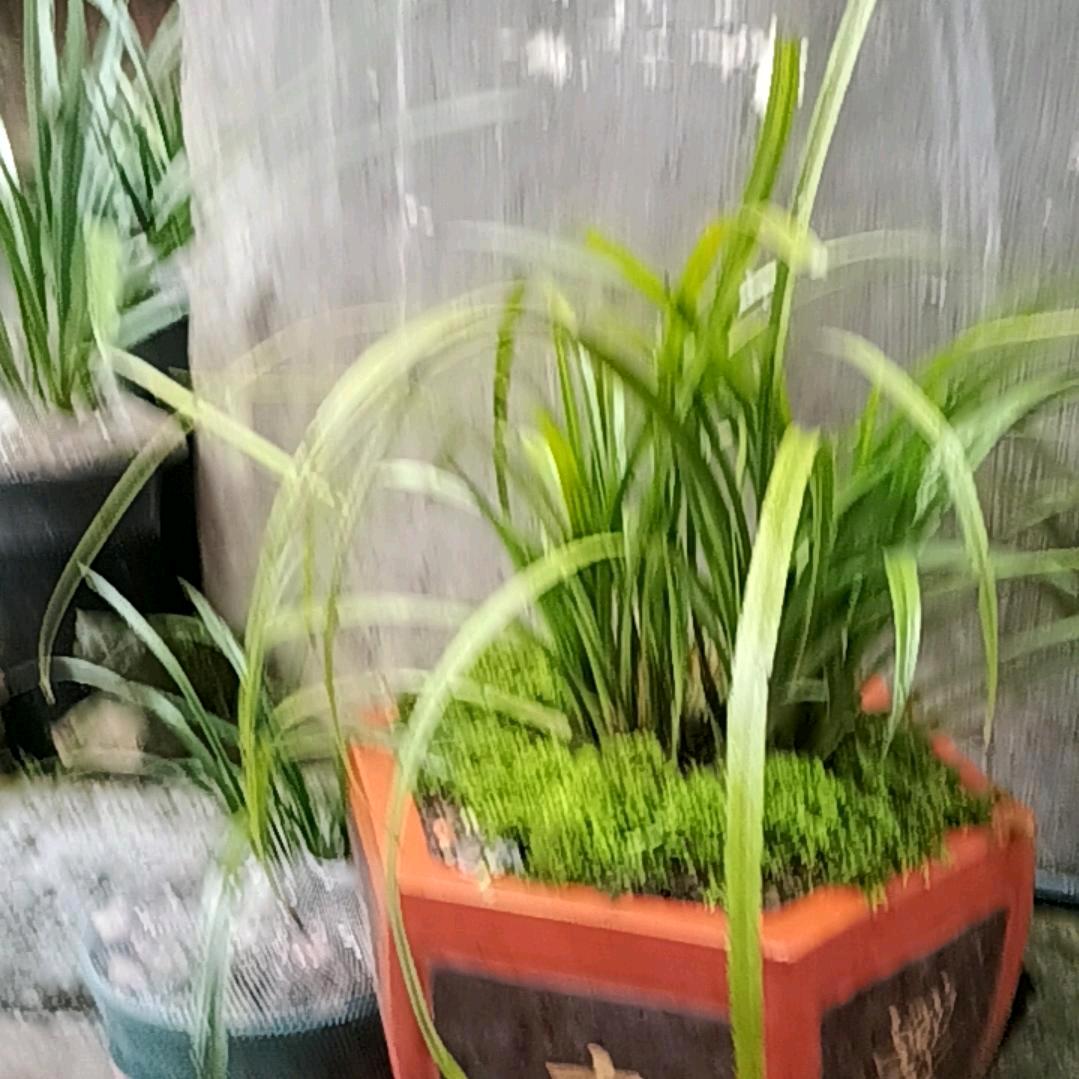 农村兰花哥（劉）