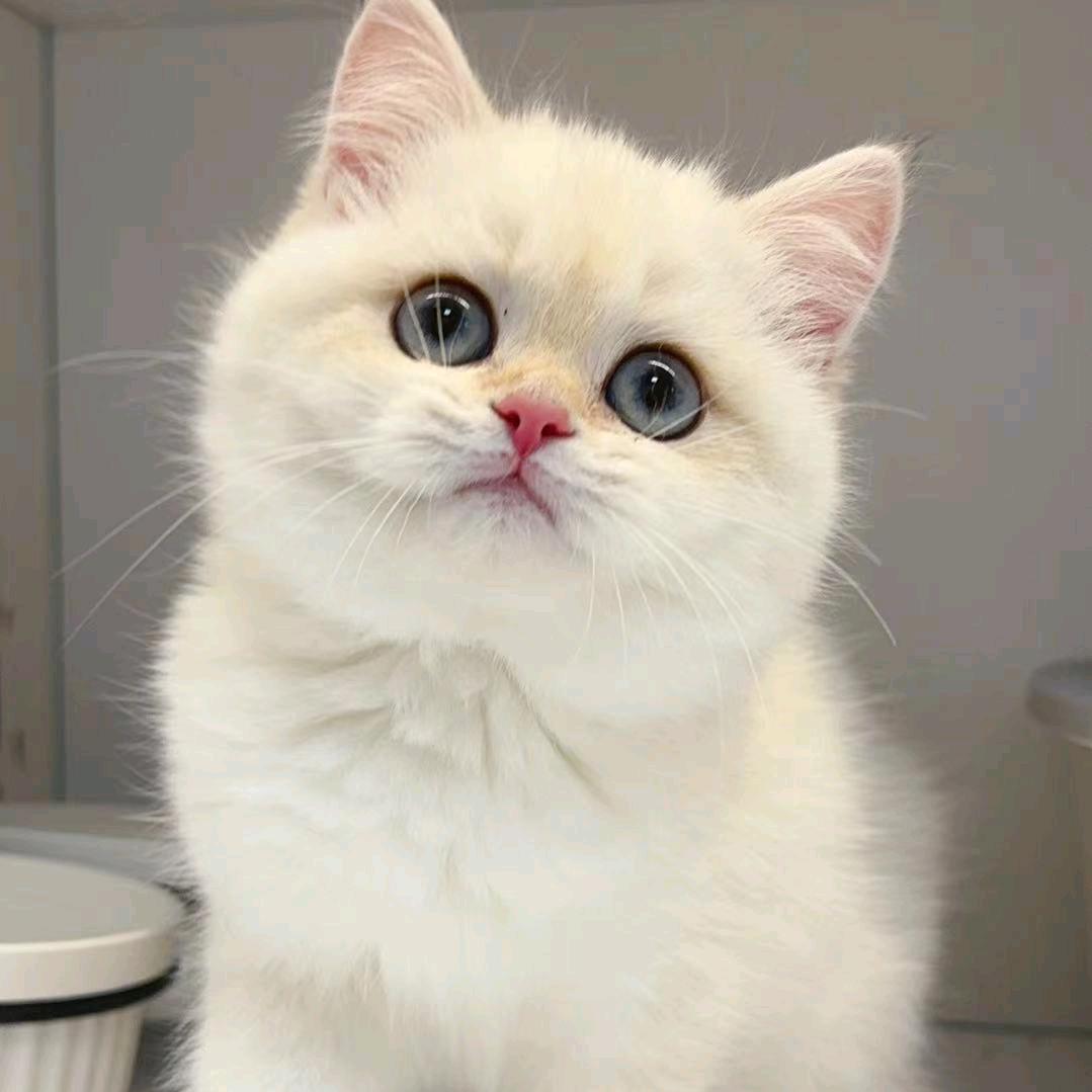 宿六六是只猫🐱