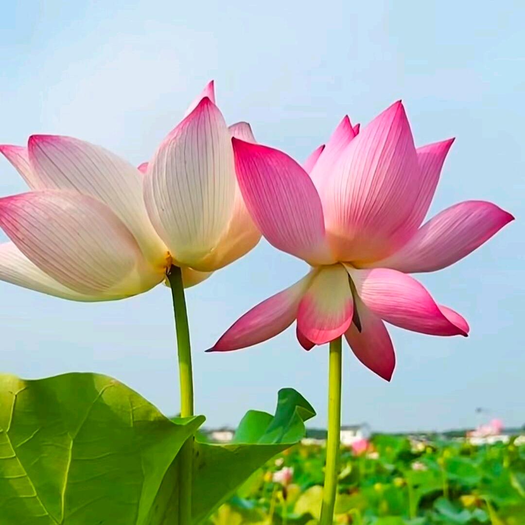 🍀阿朵吉娜🍀