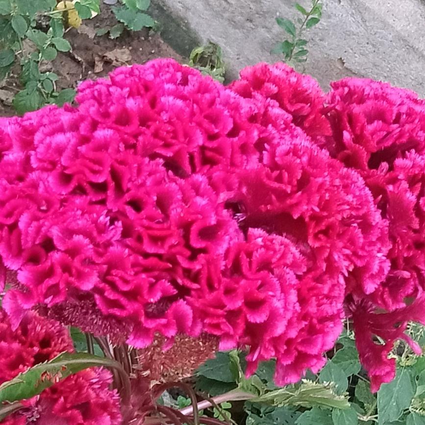 半颗糖甜在心…