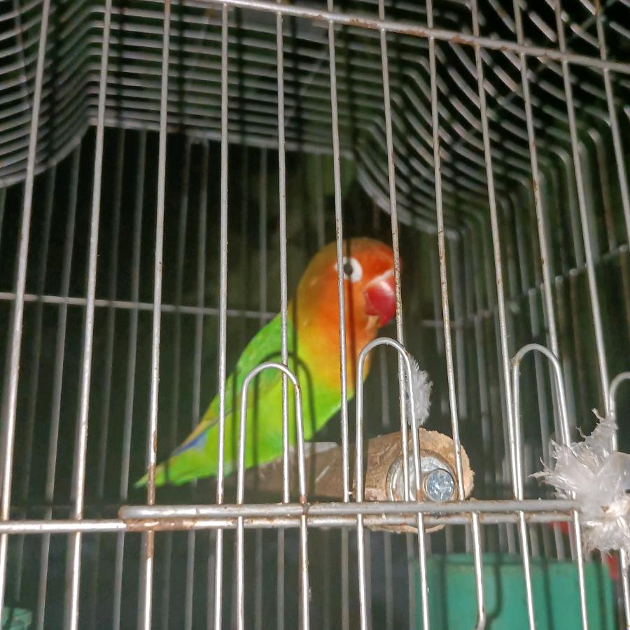 欣龄