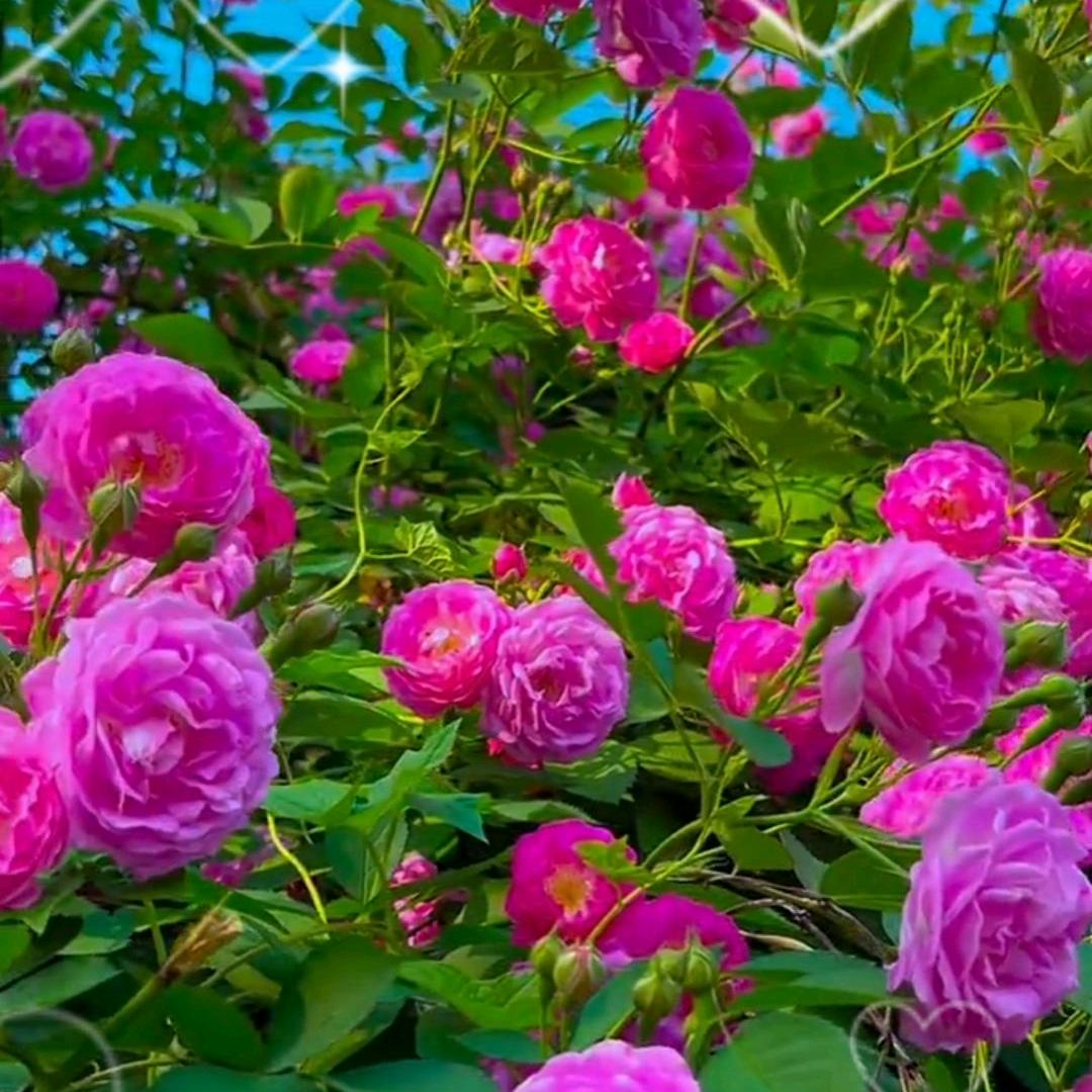 白菜菜