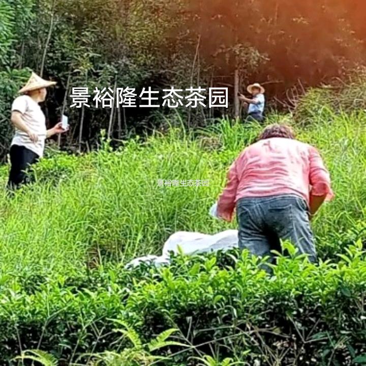 景裕隆