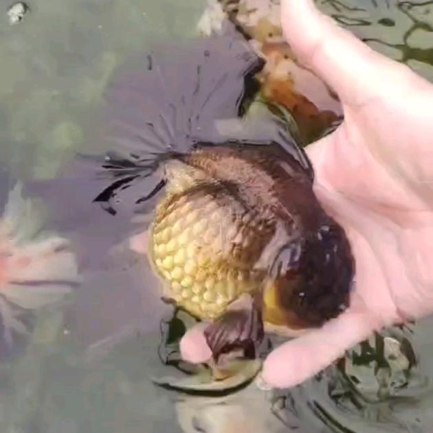 小枫水族店
