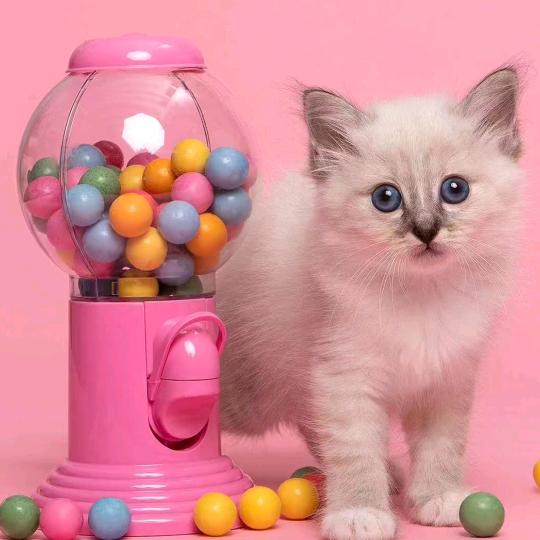 ～尧尧学习记～