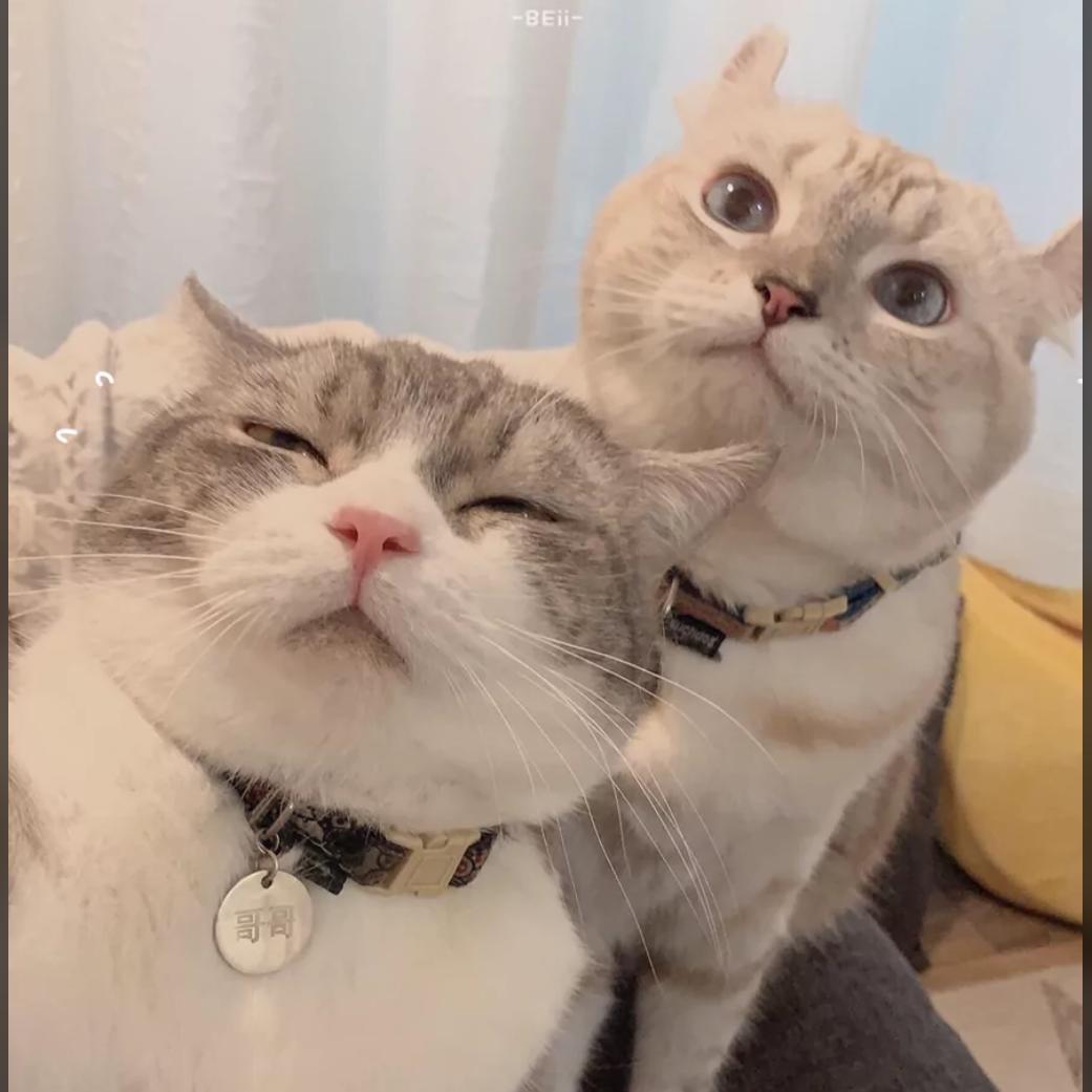 ٩๑´喵喵`๑۶