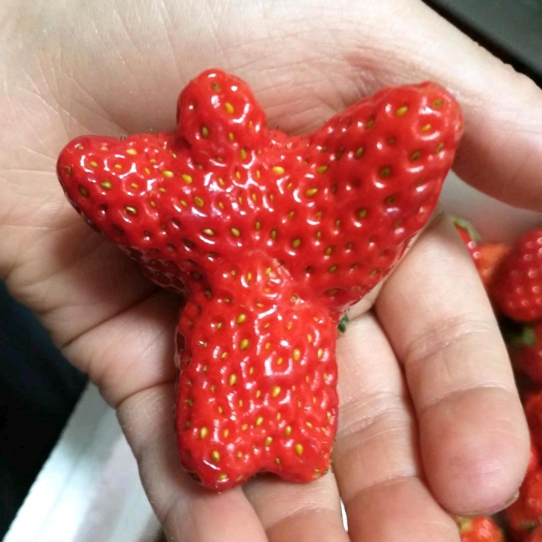 红🍓