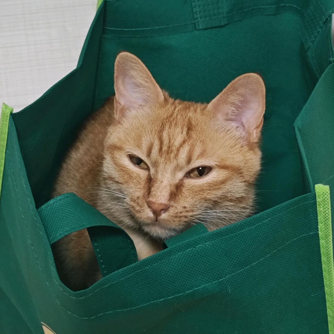 咪🐱