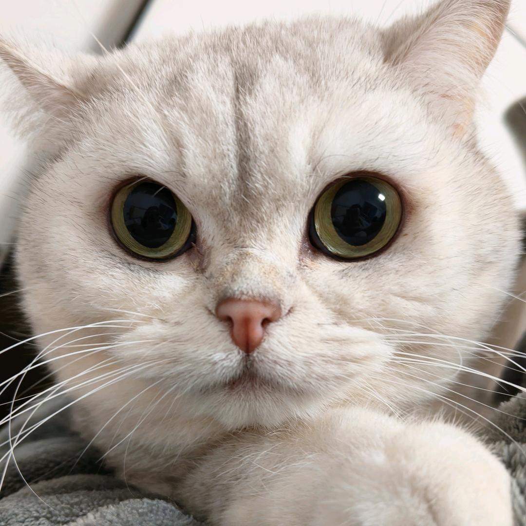福珠