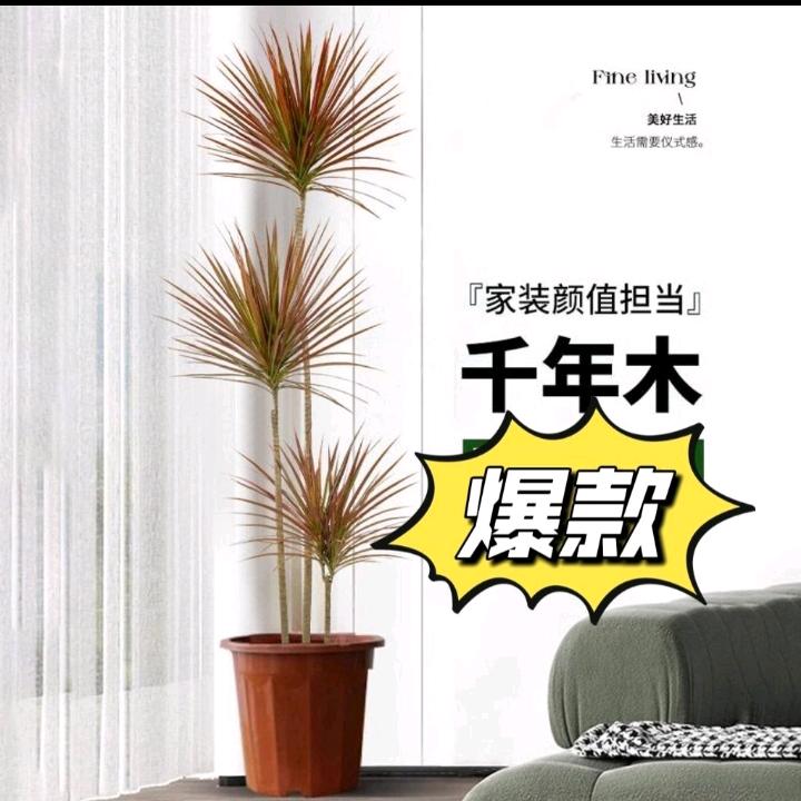 军军花木基地