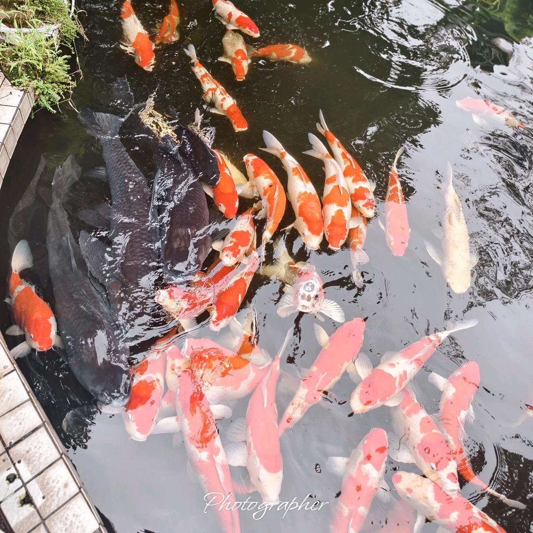 姬如春不忌口身材管理