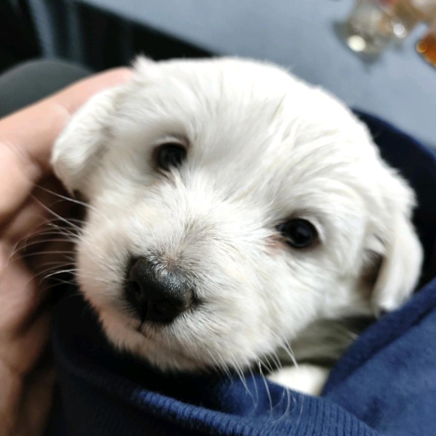 亲爱的达瓦里氏刘