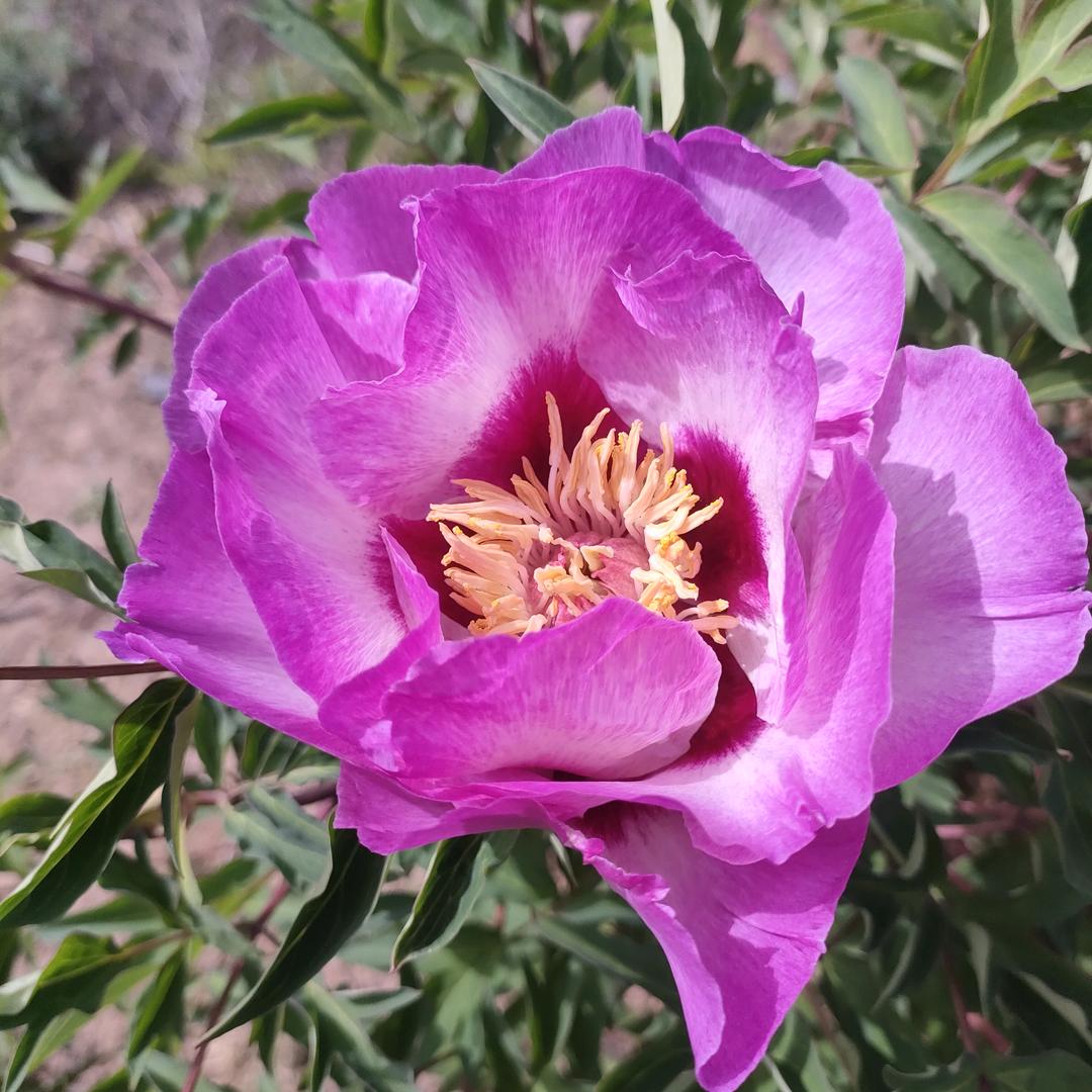 兰州天香园艺陈富贵