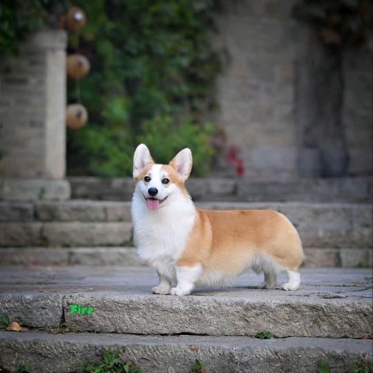 菏泽爱犬者犬舍