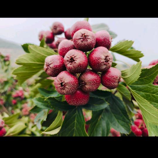 冰糖葫芦祖师爷