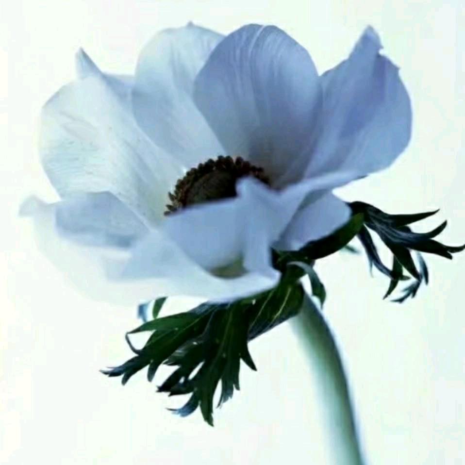 🐉恒臻🐉《真心永恒》