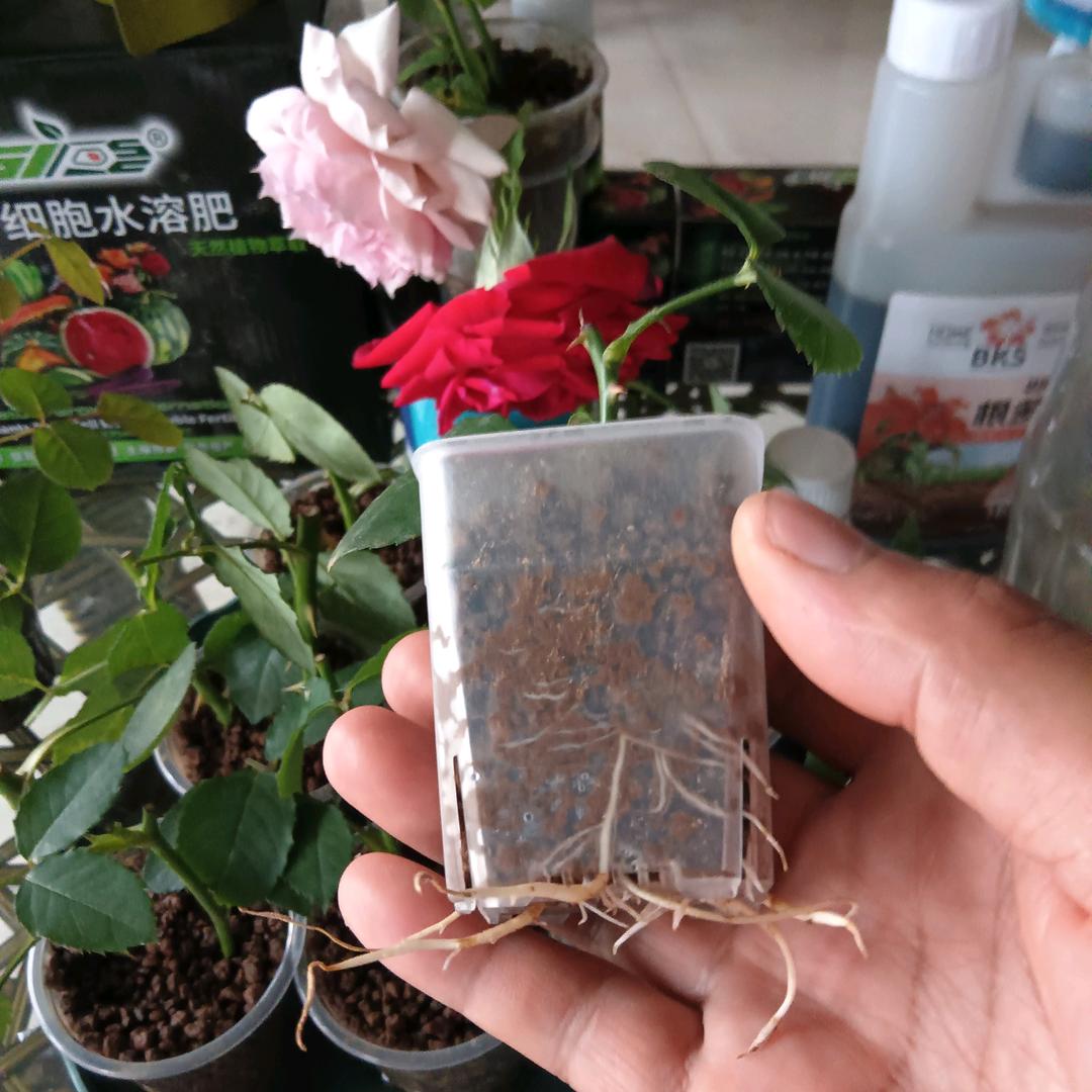 刘老师快繁扦插