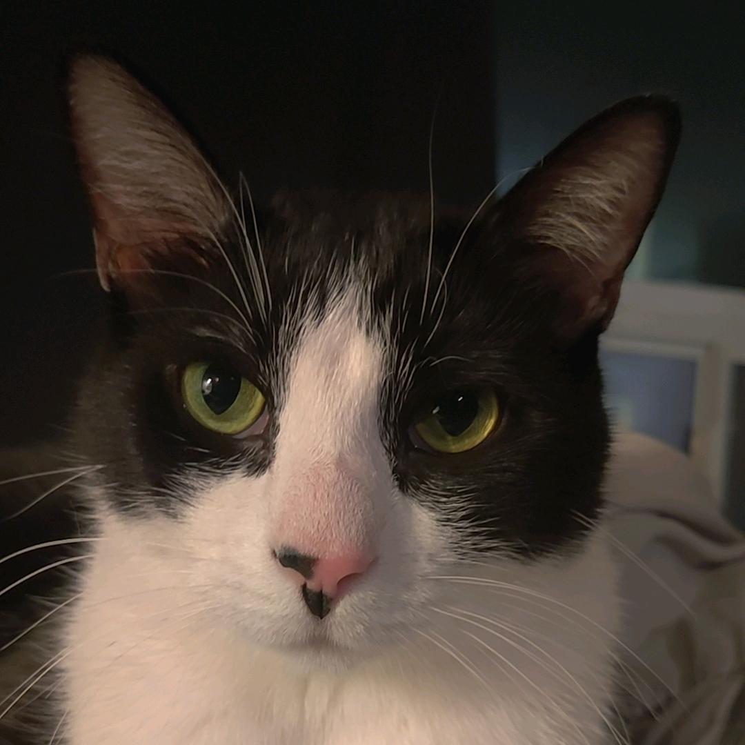 叛逆的奶牛吉米