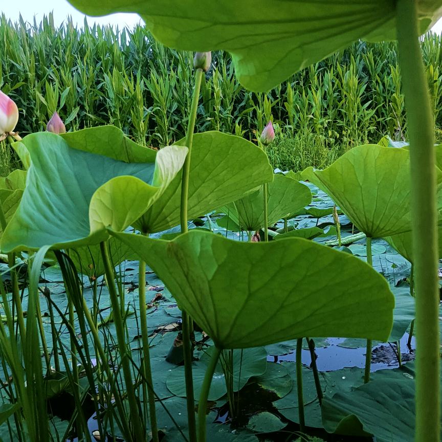 花开花落