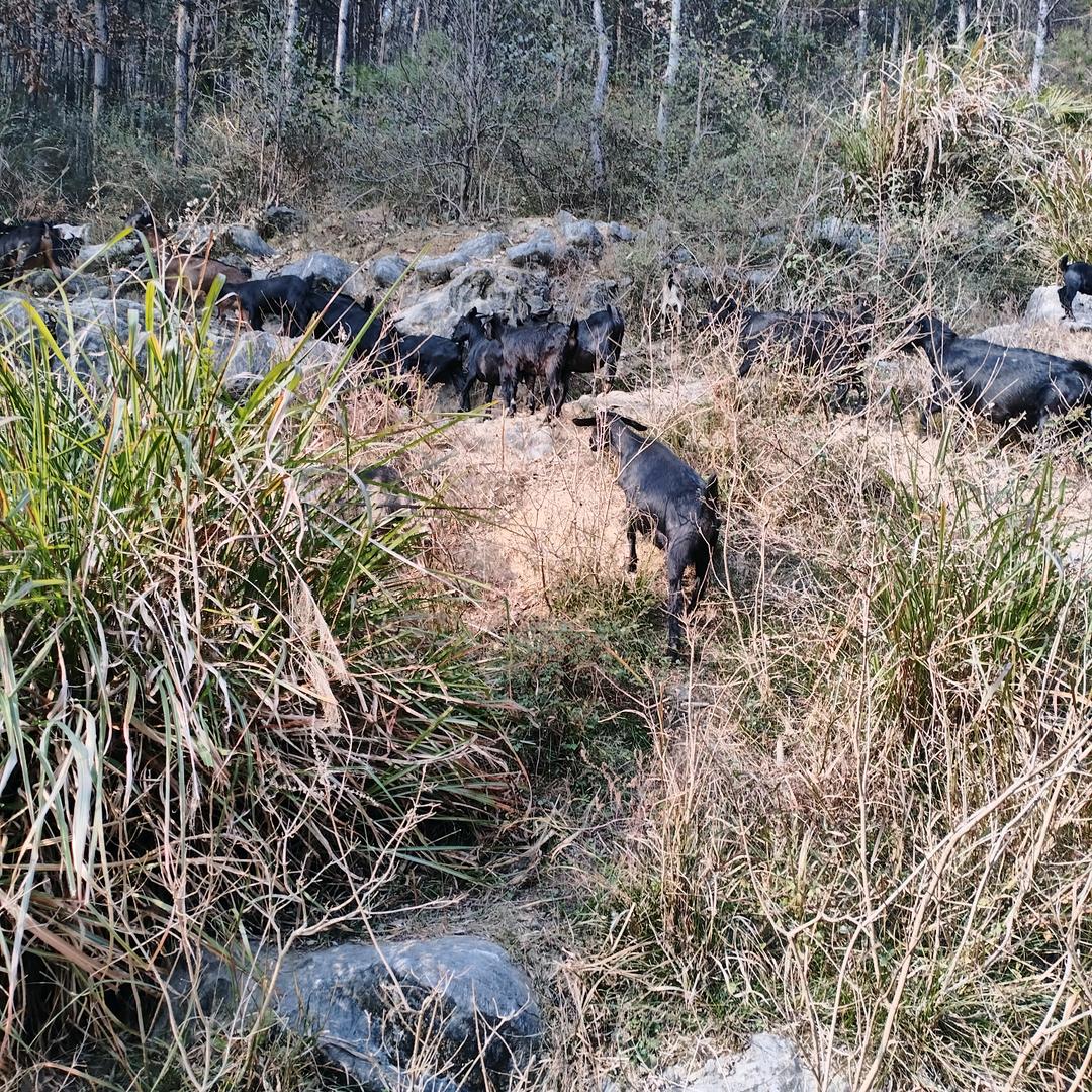 邵阳县河佰岭19973998389