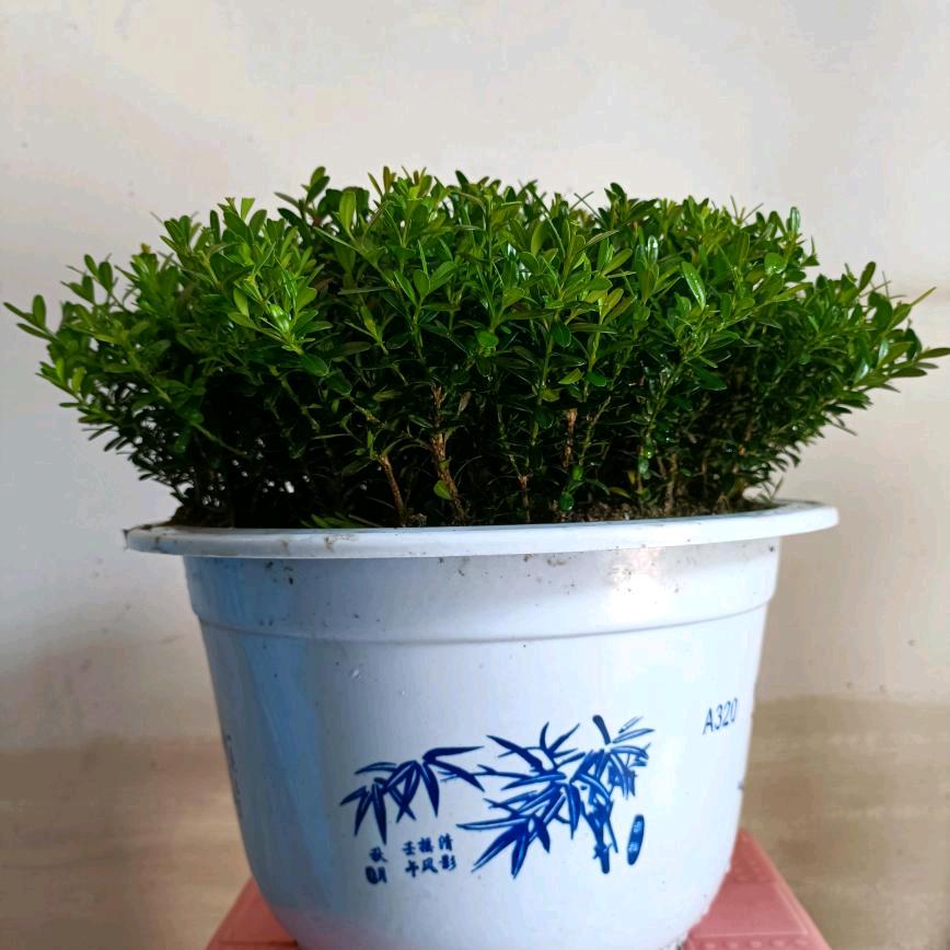 瑞奎花卉种植场