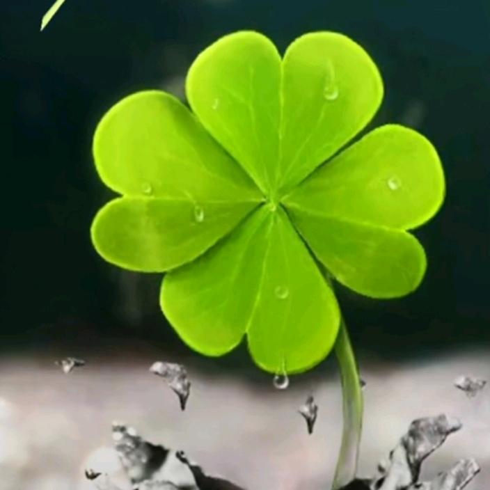 幸运草🍀