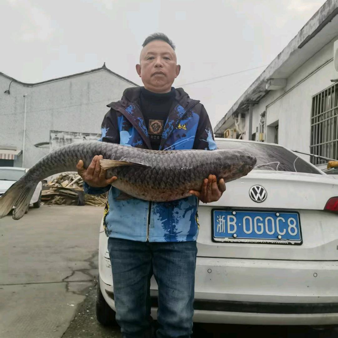 老刘钓大青（20年）