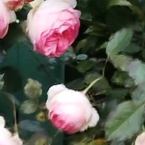 顾家人