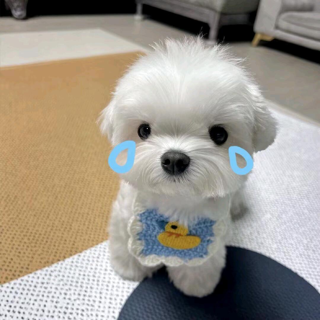 蛋黄堡堡