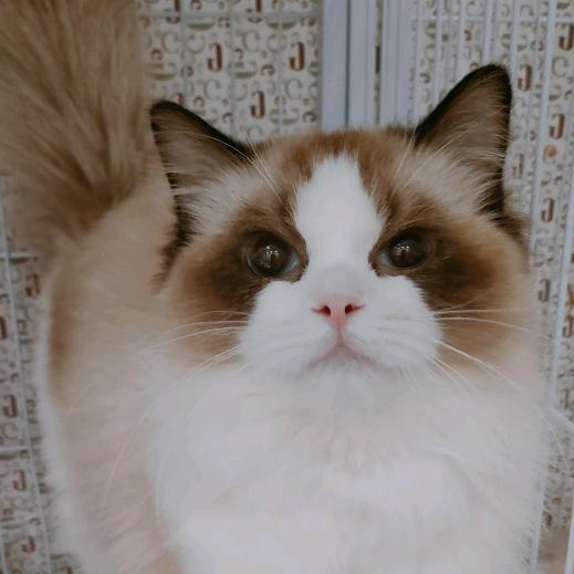 小猫咪