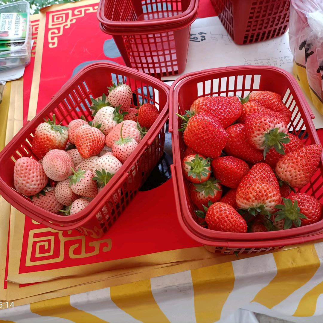 兜不住的菜菜陈