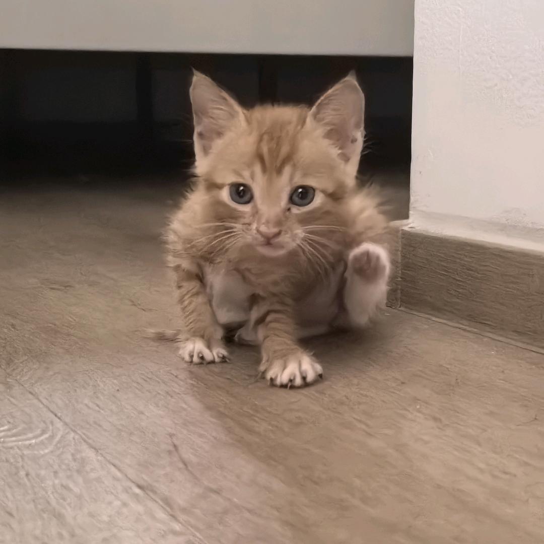 玫瑰与狼