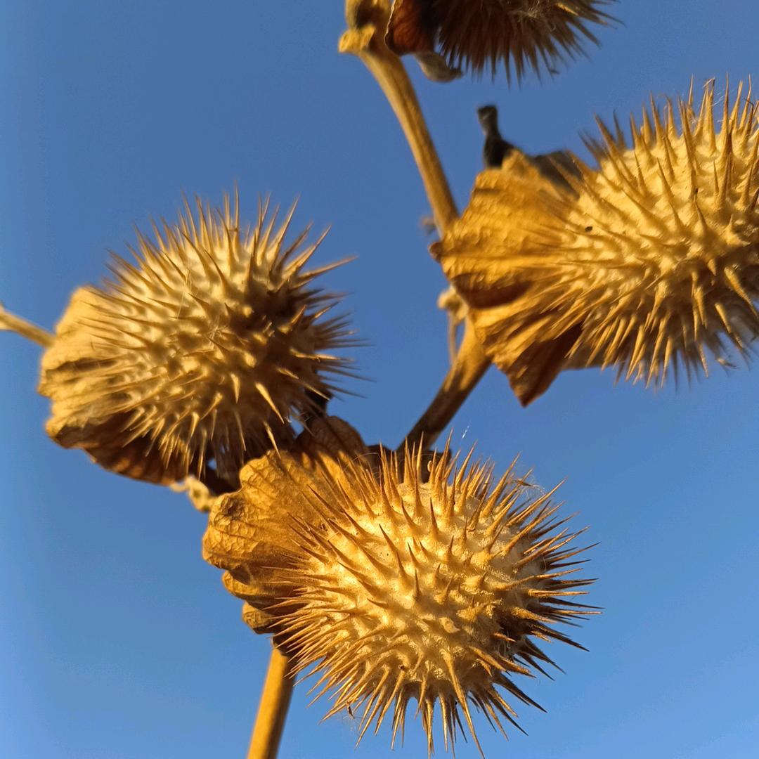 迅说本草
