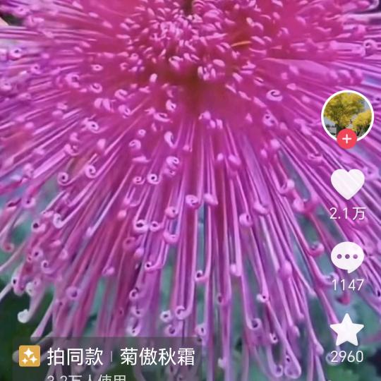 段小芳