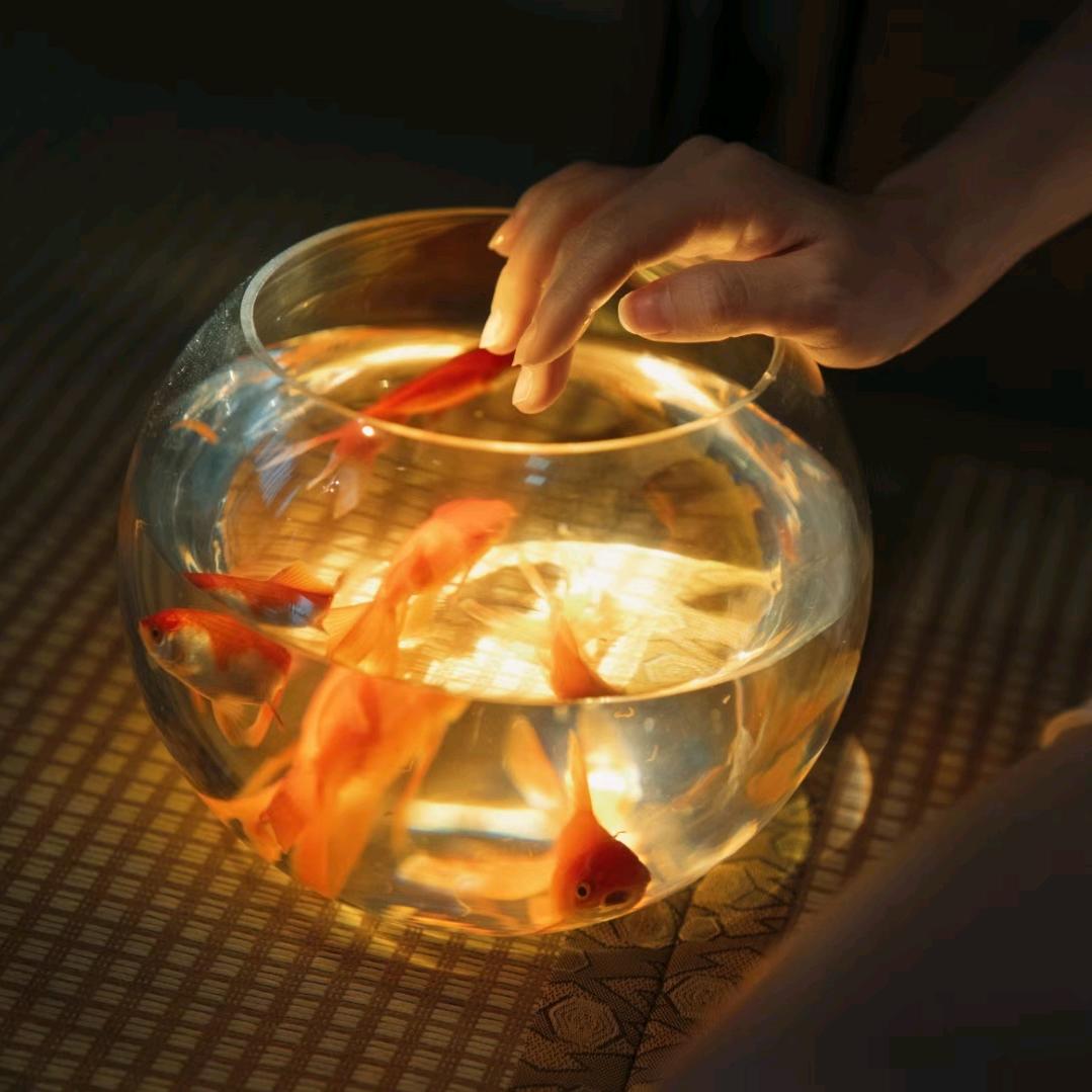 观鱼摄影工作室