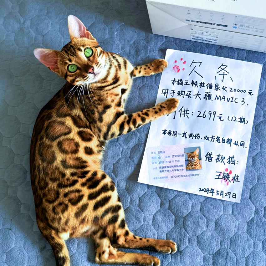 地动山摇王铁柱（豹猫繁育）