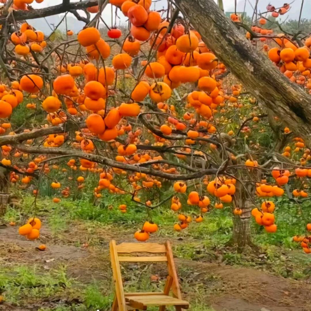 安丘承莉副食饮料批发配送